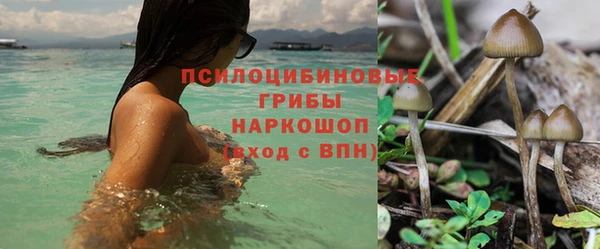 прущие грибы Бородино