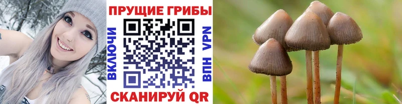 Псилоцибиновые грибы Psilocybe  Новохопёрск 